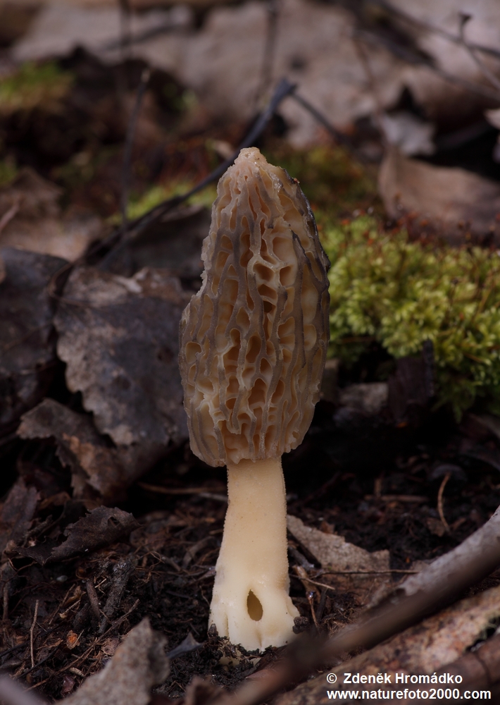 smrž kuželovitý, Morchella conica (Houby, Fungi)